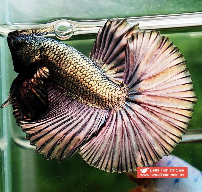 Betta fish OHM Perfect Copper Gold (Comp Grade) - Image 2