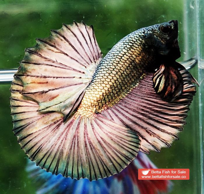 Betta fish OHM Perfect Copper Gold (Comp Grade) - Image 5