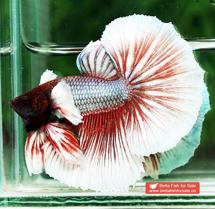 Betta fish OHM Red Salamander Dumbo - Image 3