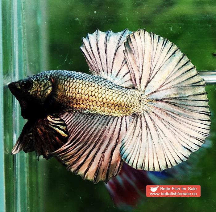 Betta fish OHM Perfect Copper Gold (Comp Grade) - Image 4