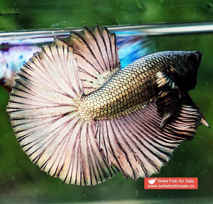 Betta fish OHM Perfect Copper Gold (Comp Grade) - Image 3