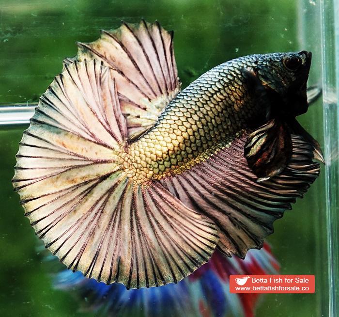 Betta fish OHM Perfect Copper Gold (Comp Grade) - Image 6