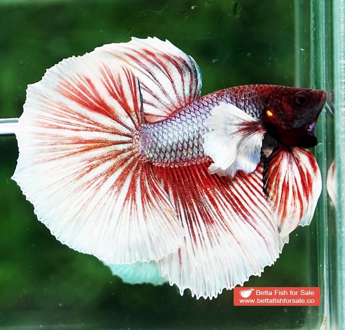 Betta fish OHM Red Salamander Dumbo - Image 4