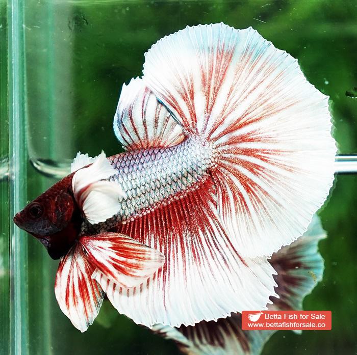 Betta fish OHM Red Salamander Dumbo - Image 5