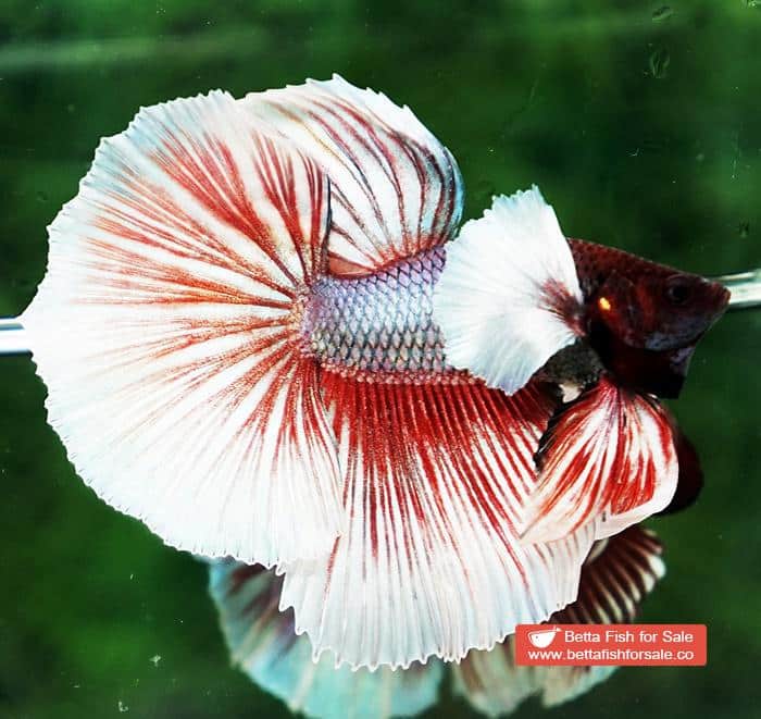 Betta fish OHM Red Salamander Dumbo - Image 2