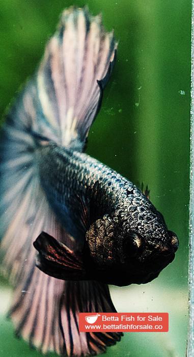 Betta fish OHM Perfect Copper Gold (Comp Grade) - Image 7