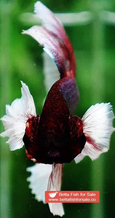 Betta fish OHM Red Salamander Dumbo - Image 6