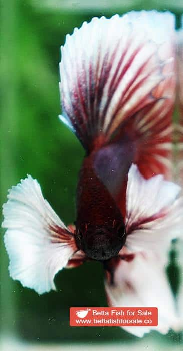 Betta fish OHM Red Salamander Dumbo - Image 7