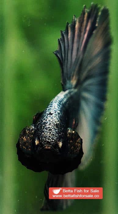 Betta fish OHM Perfect Copper Gold (Comp Grade) - Image 8