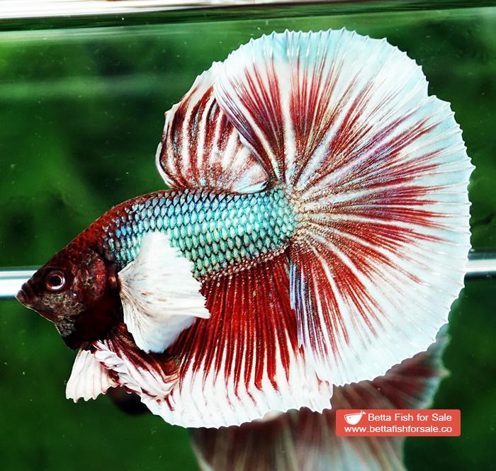 Betta fish OHM Emerald Red Dumbo - Image 3