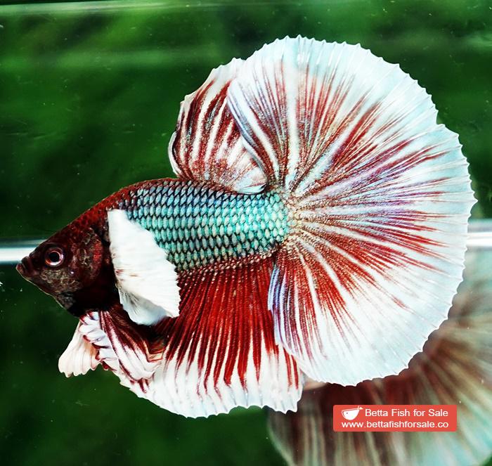 Betta fish OHM Emerald Red Dumbo - Image 5