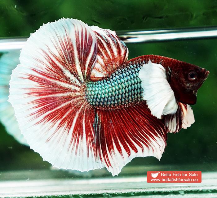 Betta fish OHM Emerald Red Dumbo - Image 2
