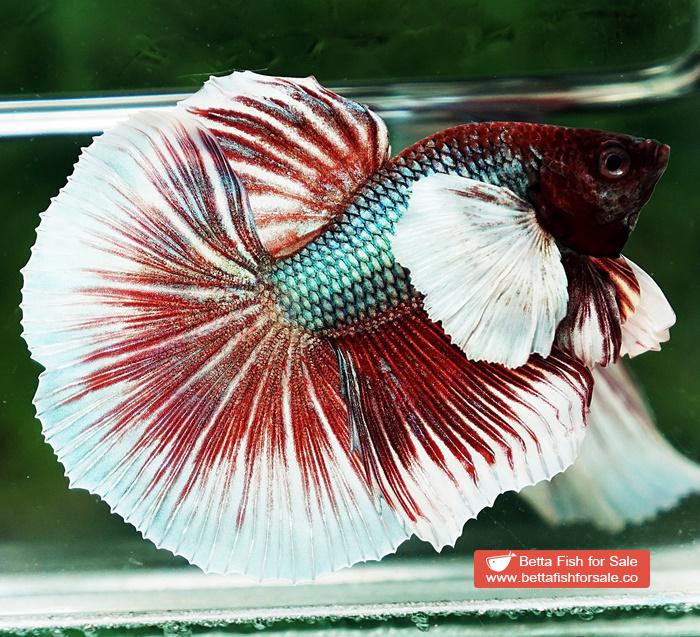 Betta fish OHM Emerald Red Dumbo - Image 4