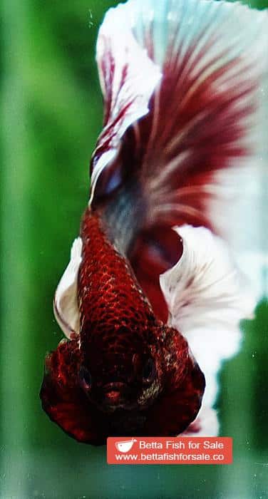 Betta fish OHM Emerald Red Dumbo - Image 6