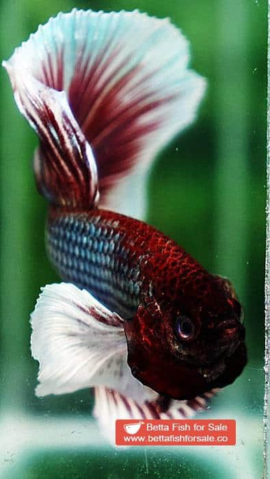 Betta fish OHM Emerald Red Dumbo - Image 7