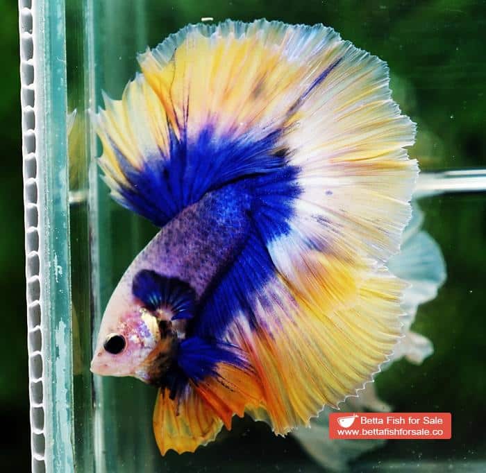 Betta fish OHM Yellow Blue Grizzle - Image 5