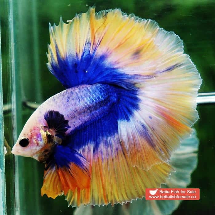 Betta fish OHM Yellow Blue Grizzle - Image 3