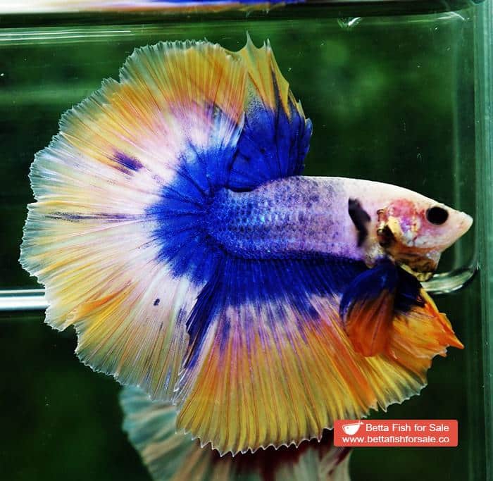 Betta fish OHM Yellow Blue Grizzle - Image 4