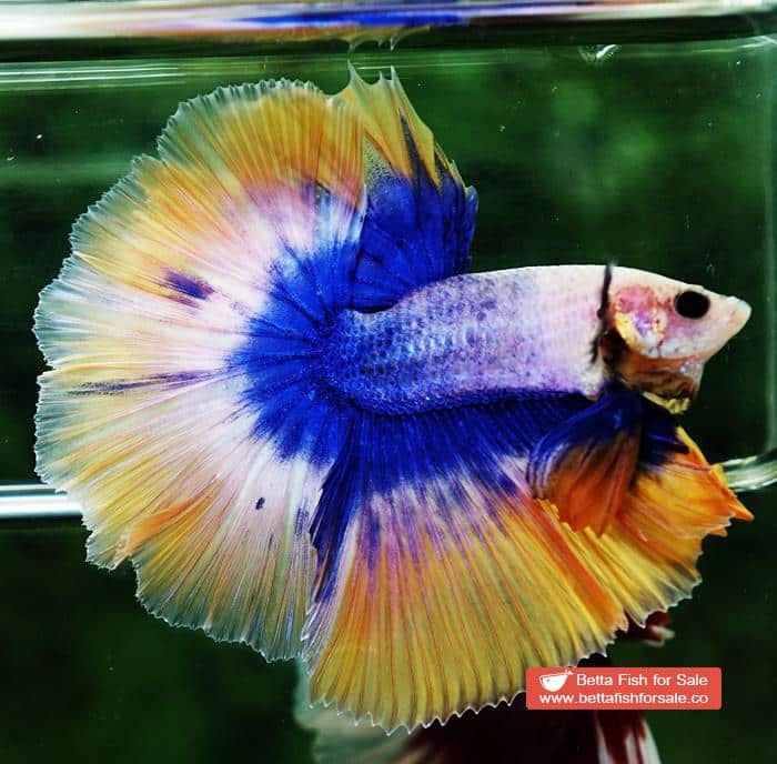 Betta fish OHM Yellow Blue Grizzle - Image 6
