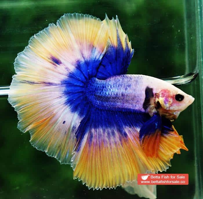 Betta fish OHM Yellow Blue Grizzle - Image 2