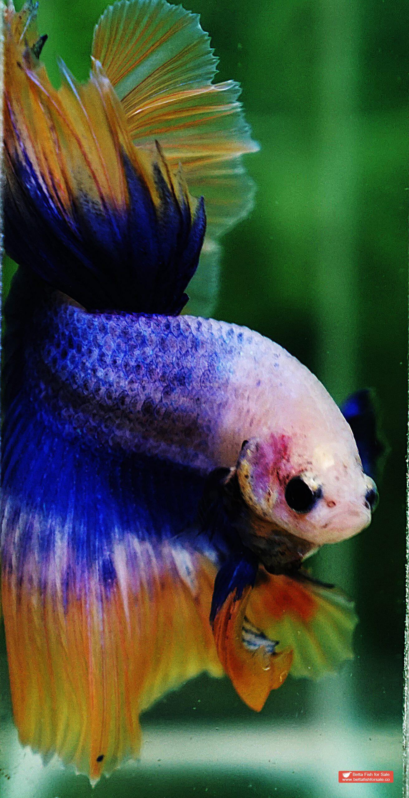 Betta fish OHM Yellow Blue Grizzle - Image 7