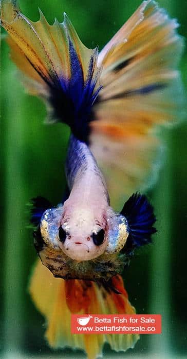Betta fish OHM Yellow Blue Grizzle - Image 8