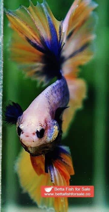 Betta fish OHM Yellow Blue Grizzle - Image 9