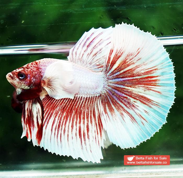 Betta fish HM Pink Pony Dumbo - Image 3