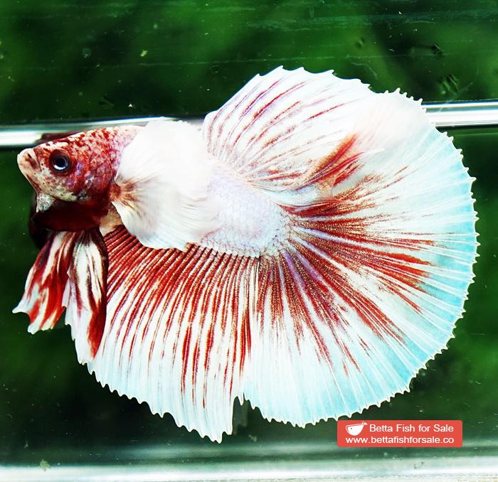 Betta fish HM Pink Pony Dumbo - Image 5