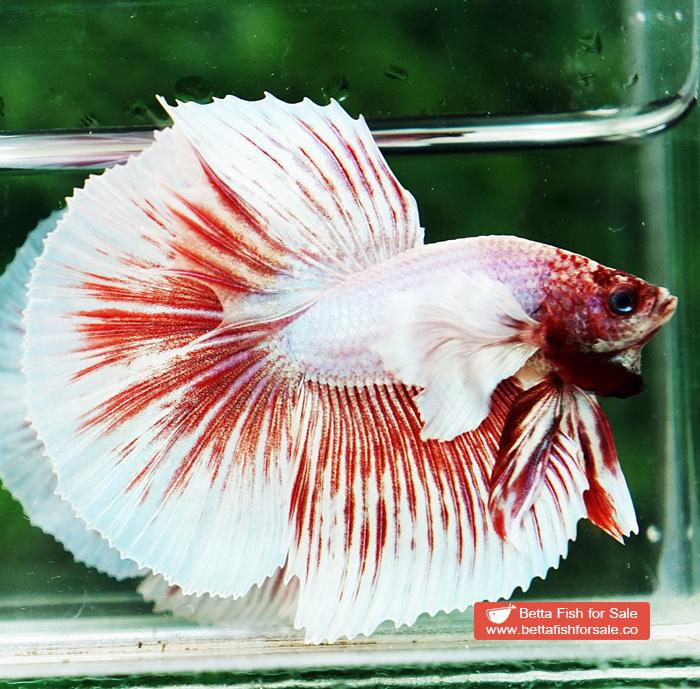 Betta fish HM Pink Pony Dumbo - Image 2