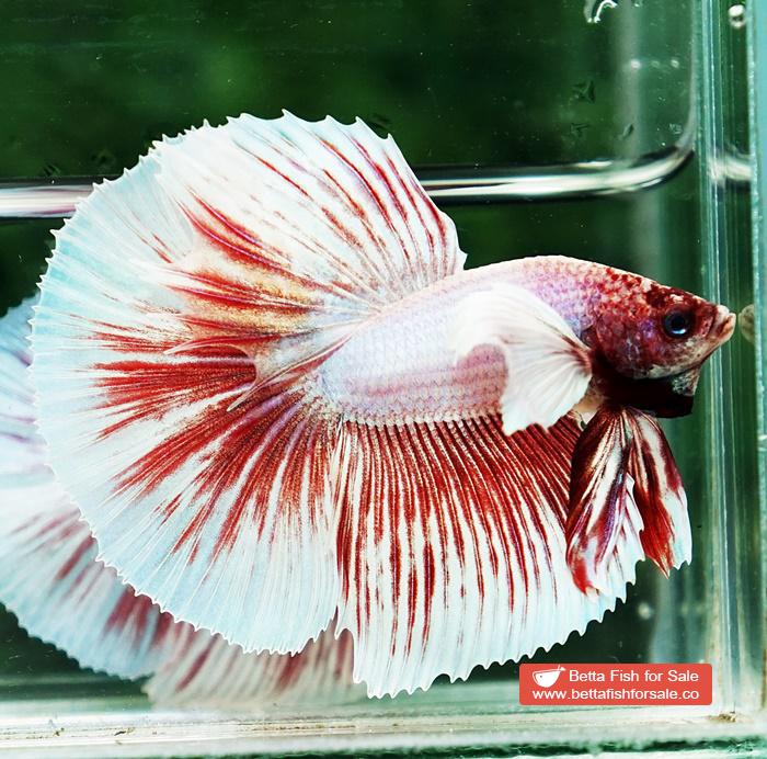 Betta fish HM Pink Pony Dumbo - Image 4