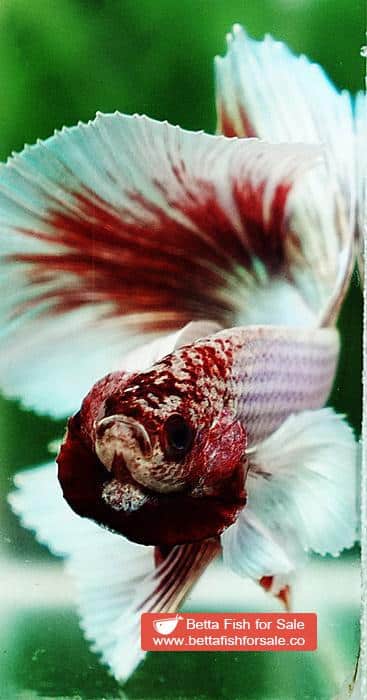 Betta fish HM Pink Pony Dumbo - Image 6