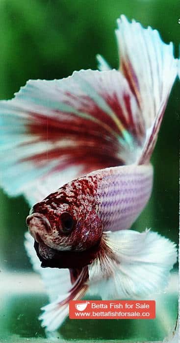 Betta fish HM Pink Pony Dumbo - Image 7