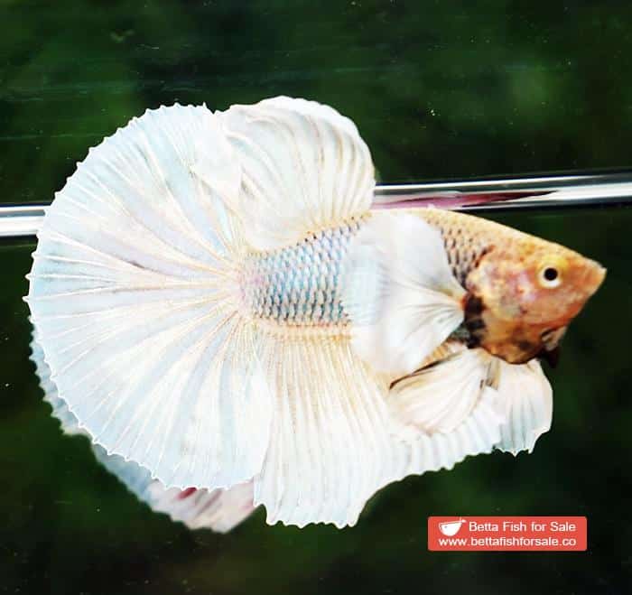 Betta fish HM Sparkle Yellow Pineapple Dumbo - Image 4