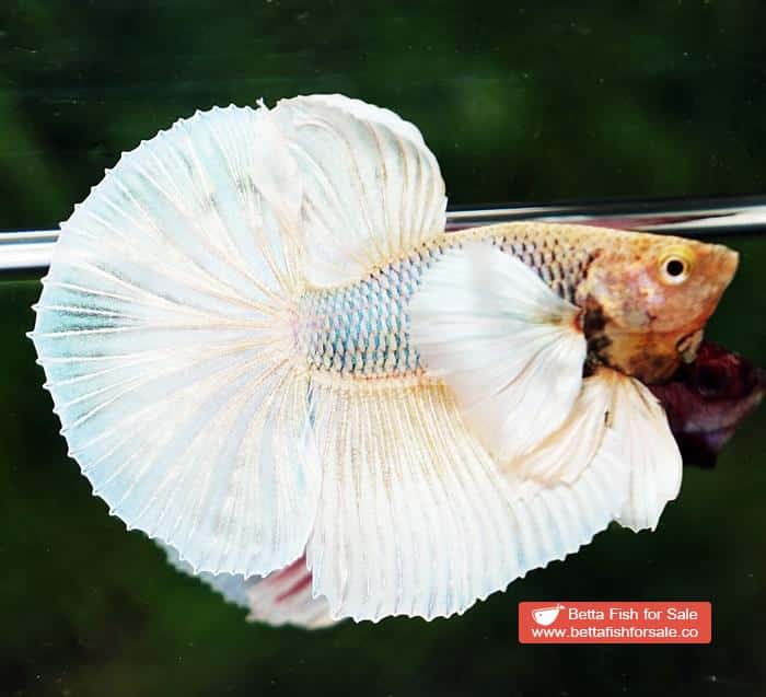 Betta fish HM Sparkle Yellow Pineapple Dumbo - Image 2