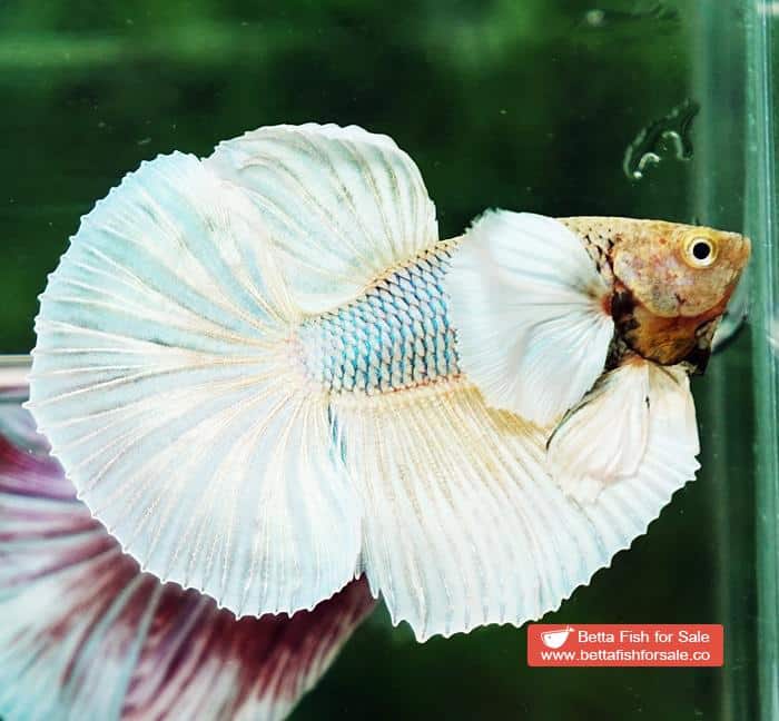 Betta fish HM Sparkle Yellow Pineapple Dumbo - Image 5