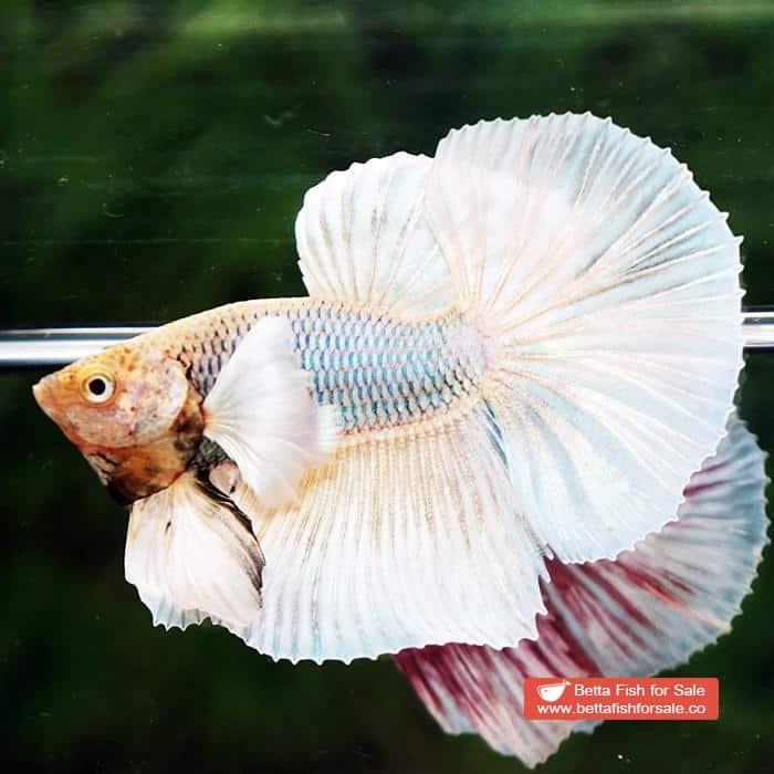 Betta fish HM Sparkle Yellow Pineapple Dumbo - Image 3