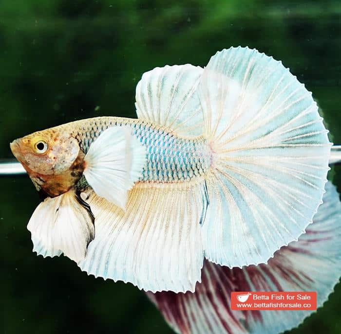 Betta fish HM Sparkle Yellow Pineapple Dumbo - Image 6