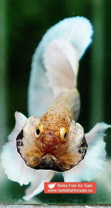 Betta fish HM Sparkle Yellow Pineapple Dumbo - Image 7