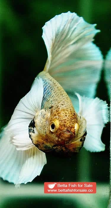 Betta fish HM Sparkle Yellow Pineapple Dumbo - Image 8