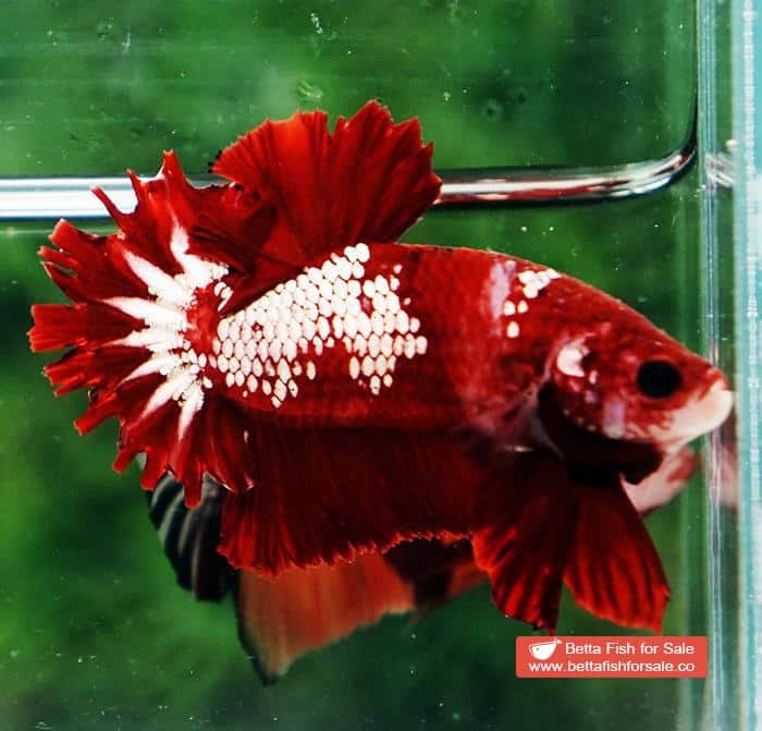 Betta fish OHMPK Red Samurai Star Feather tail - Image 6