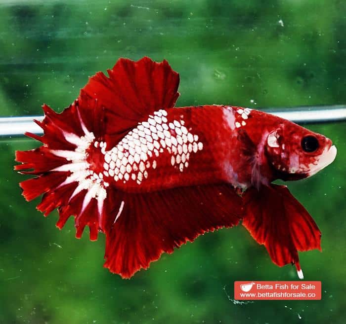 Betta fish OHMPK Red Samurai Star Feather tail - Image 4