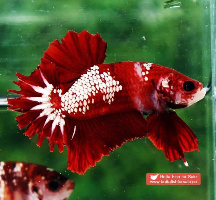 Betta fish OHMPK Red Samurai Star Feather tail