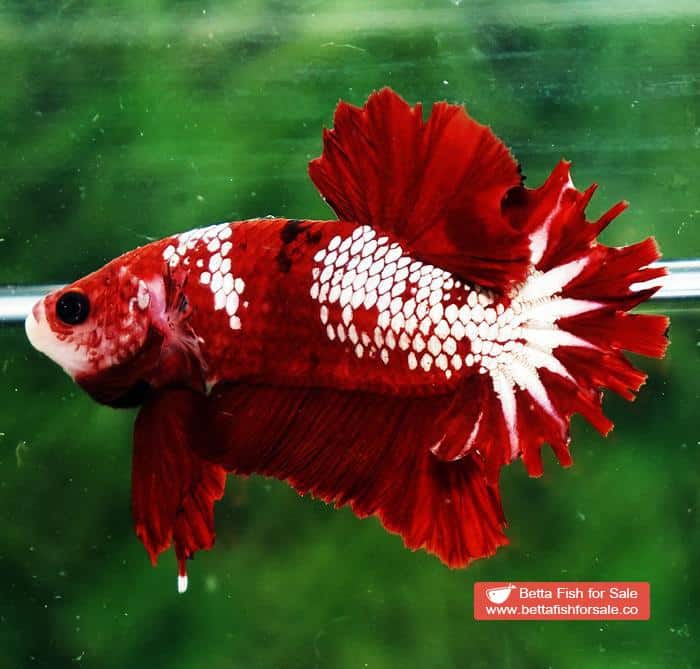 Betta fish OHMPK Red Samurai Star Feather tail - Image 5