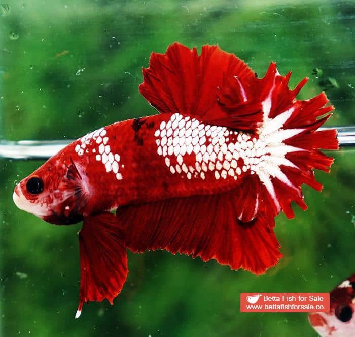 Betta fish OHMPK Red Samurai Star Feather tail - Image 3