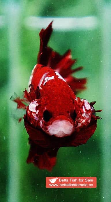 Betta fish OHMPK Red Samurai Star Feather tail - Image 7