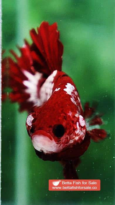 Betta fish OHMPK Red Samurai Star Feather tail - Image 8