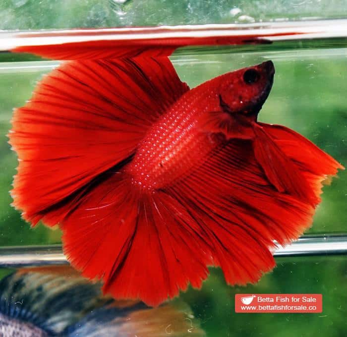 Betta fish DTHM Super Strong Red