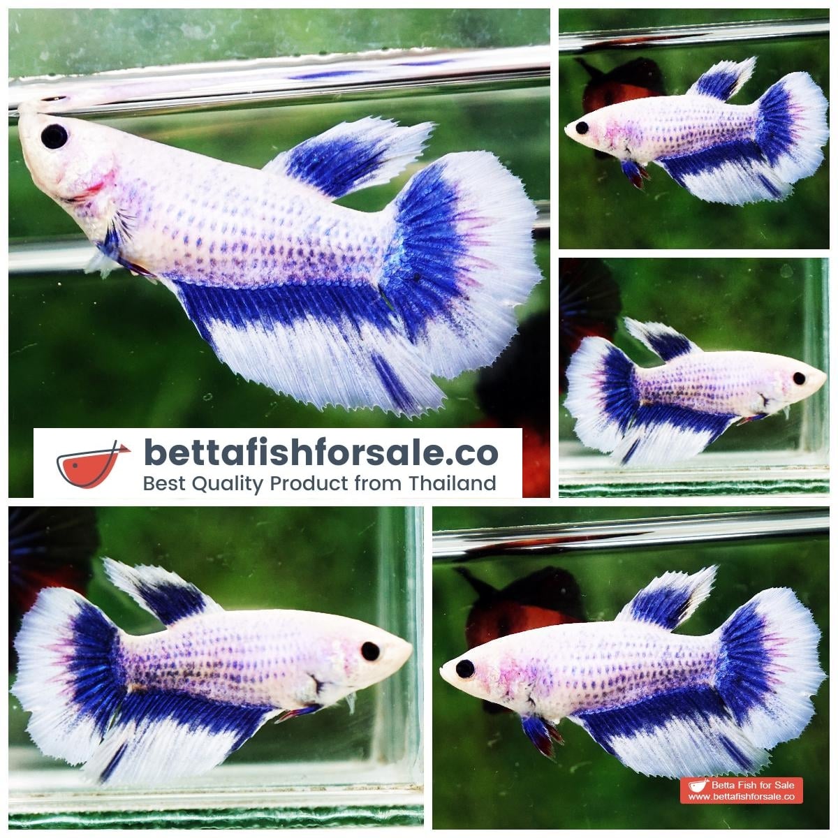 Betta fish Female HM Grizzle Blue Butterfly