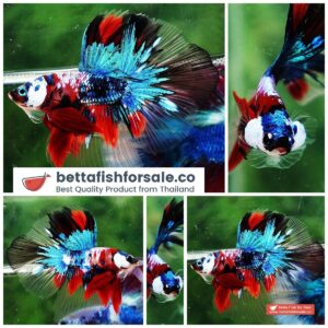 Betta fish HM Helmet Fancy Koi